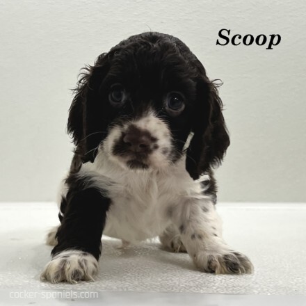 puppy, for, sale, Cocker Spaniel, Joe & Cherri  Overlease, dog, breeder, Miller, MO, dog-breeder, puppy-for-sale, forsale, nearby, find, puppyfind, locator, puppylocator, aca